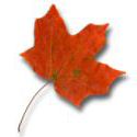 red fall leaf