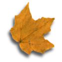 yellow fall leaf