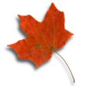 red autumn leaf