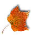 orange autumn leaf