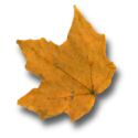 burnt orange autumn leaf