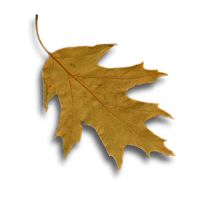 oilive autumn leaf