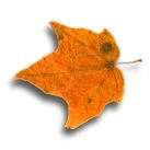 orange fall leaf