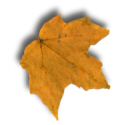 mustard colour fall leaf